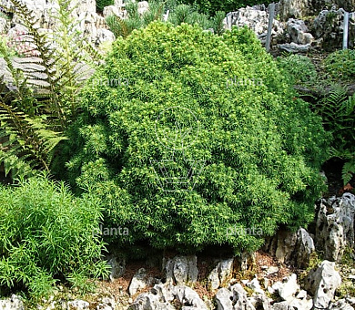 Picea glauca 'Alberta Globe'