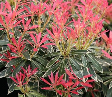Pieris 'Flaming Silver'