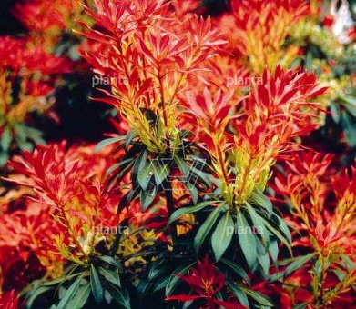 Pieris 'Forest Flame'