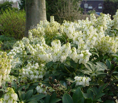 Pieris jap. 'Debutante'