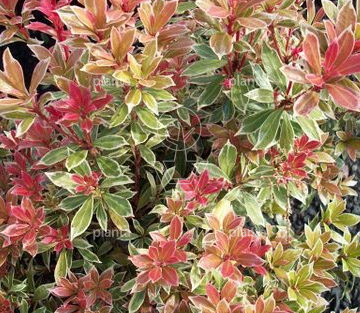 Pieris jap. 'Little Heath'