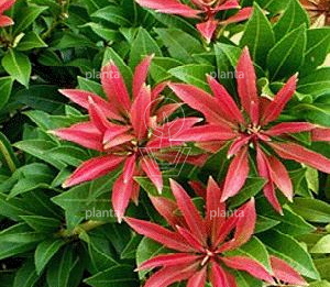 Pieris jap. 'Mountain Fire'