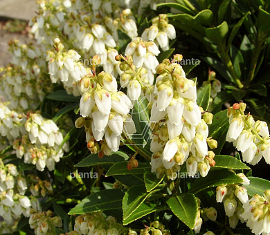 Pieris jap. 'Prelude'