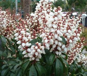 Pieris japonica 'Bonfire'