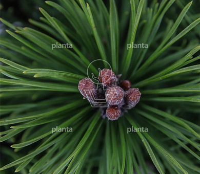 Pinus mugo 'Mops'