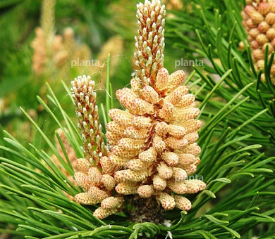 Pinus mugo mughus