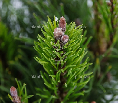 Pinus mugo 'Pumilio'