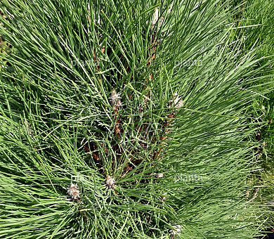 Pinus nigra 'Green Tower'