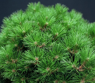 Pinus nigra 'Pierrick Brégeon'