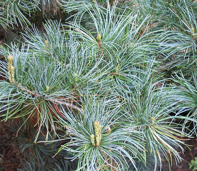 Pinus parviflora 'Glauca'