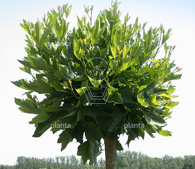 Platanus hispanica 'Alphens Globe'