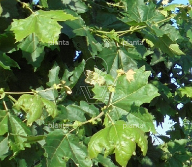 Platanus hispanica 'Malburg'