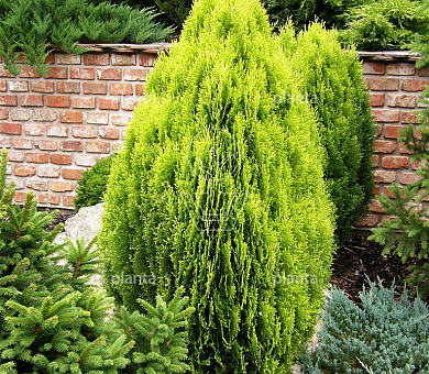 Platycladus orientalis 'Aurea Nana'