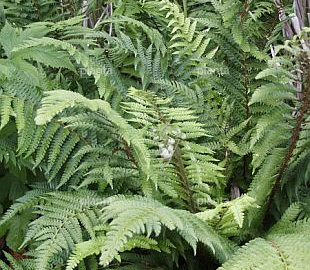 Polystichum setiferum 'Dahlem'