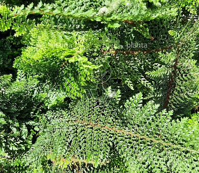 Polystichum setiferum 'Plumosum-densum'