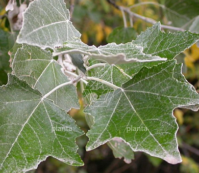 Populus alba