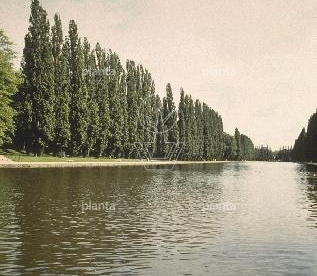 Populus nigra 'Italica'