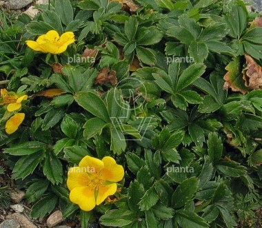Potentilla aurea