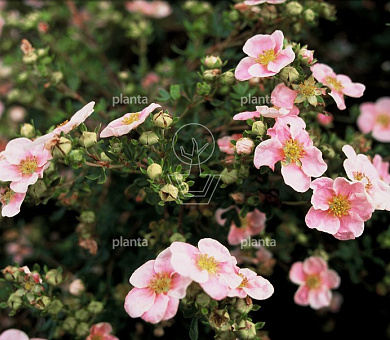 Potentilla fruticosa 'Blink'