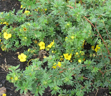 Potentilla fruticosa 'Goldstar'