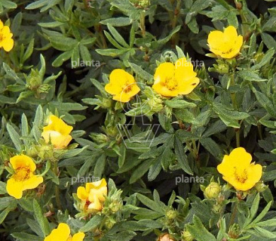 Potentilla fruticosa 'Kobold'
