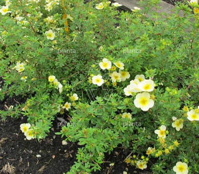 Potentilla fruticosa 'Limelight'