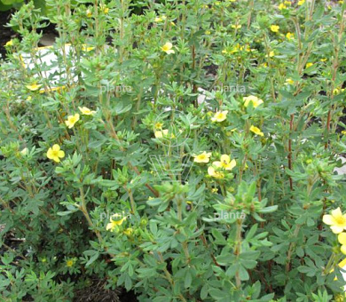Potentilla fruticosa 'Maanelys'