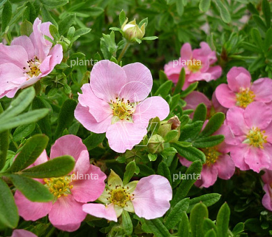 Potentilla fruticosa 'Pink Queen'
