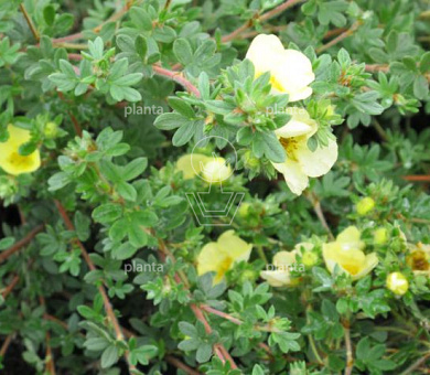 Potentilla fruticosa 'Primrose Beauty'