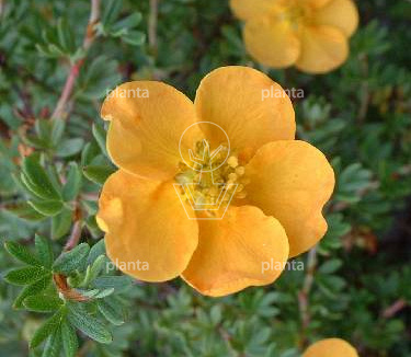 Potentilla fruticosa 'Tangerine'