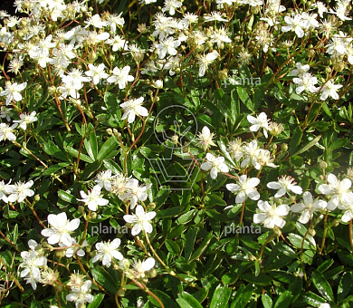 Potentilla tridentata 'Nuuk'