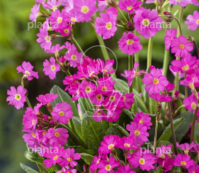 Primula rosea