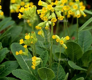 Primula veris