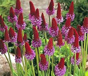 Primula vialii