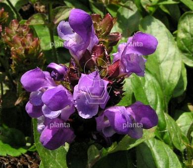 Prunella grandiflora