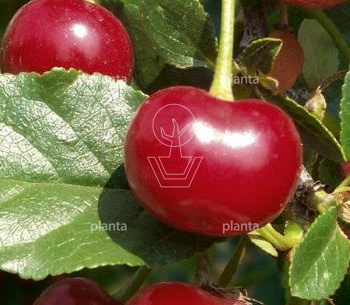 Prunus avium 'Early Rivers'