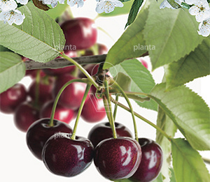 Prunus avium 'Regina'