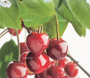 Prunus avium 'Stella'