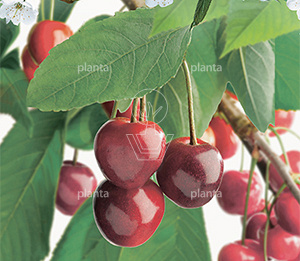 Prunus cerasus 'Meikers'