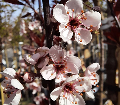 Prunus cistena