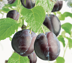 Prunus domestica 'Hauszwetsche'
