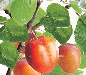 Prunus domestica 'Victoria'