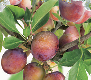 Prunus domestica 'Opal'