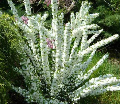 Prunus glandulosa 'Alba Plena'
