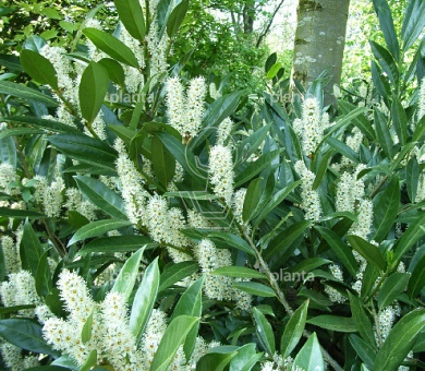 Prunus laurocerasus 'Otto Luyken'