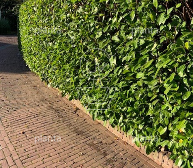 Prunus l. 'Rotundifolia'