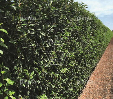 Prunus lusitanica 'Angustifolia'