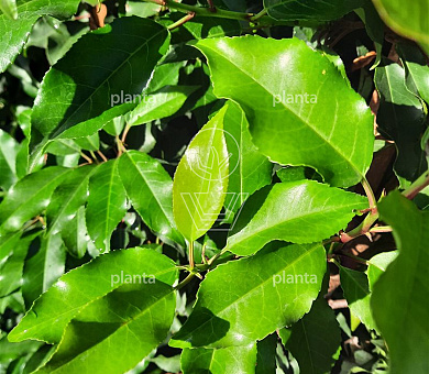 Prunus lusitanica 'Brenelia'