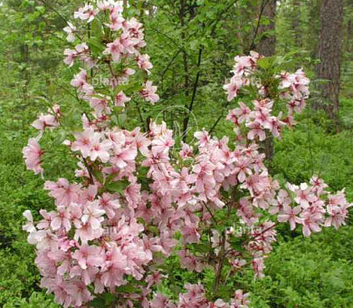 Prunus nipponica 'Brillant'