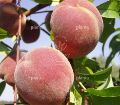 Prunus persica 'Peregrine'